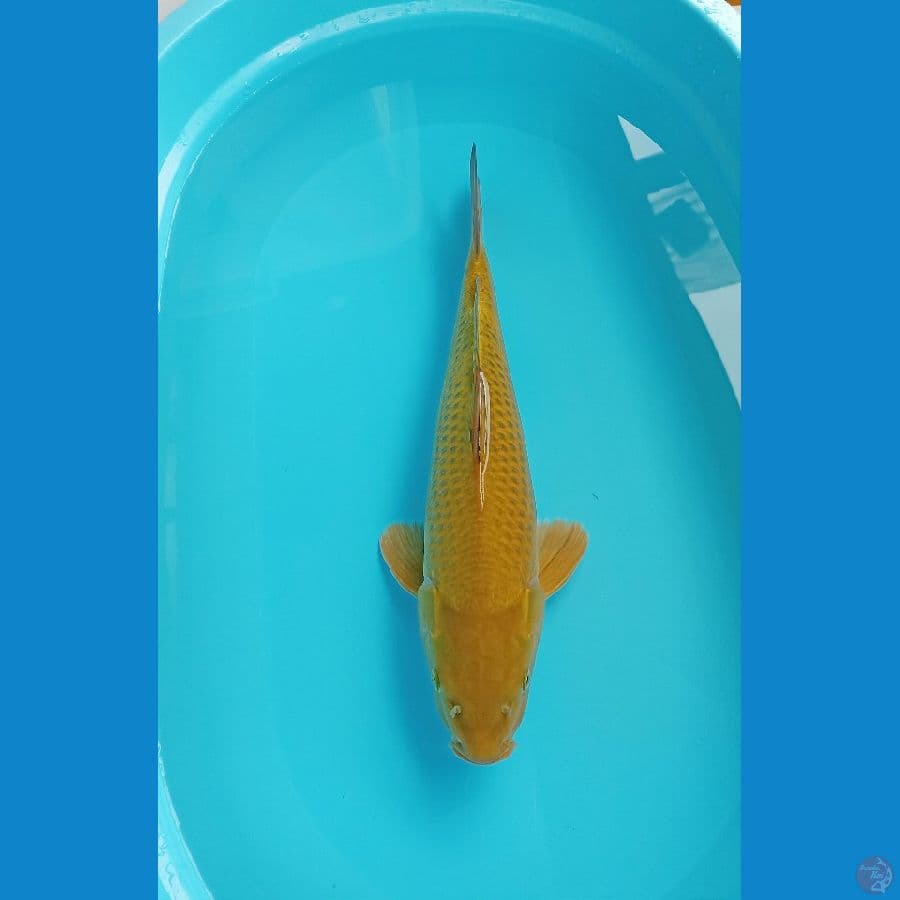 midori 42cm