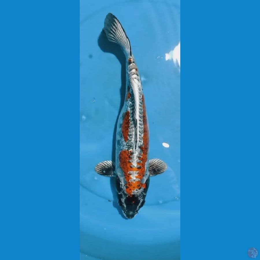 kawarimono A 35cm
