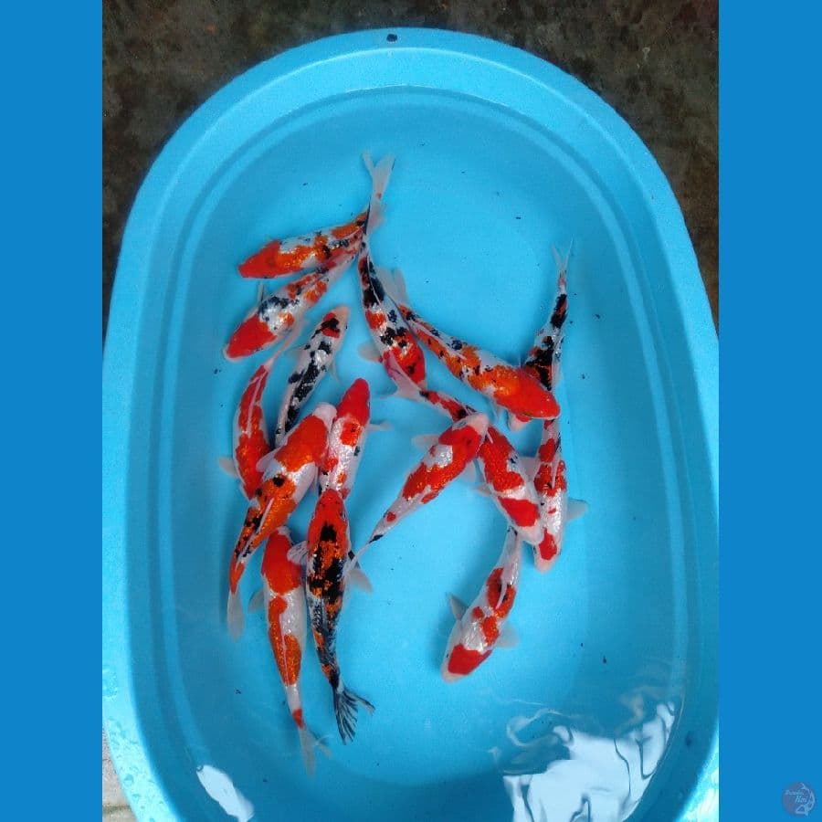 gindrin 20-25cm 