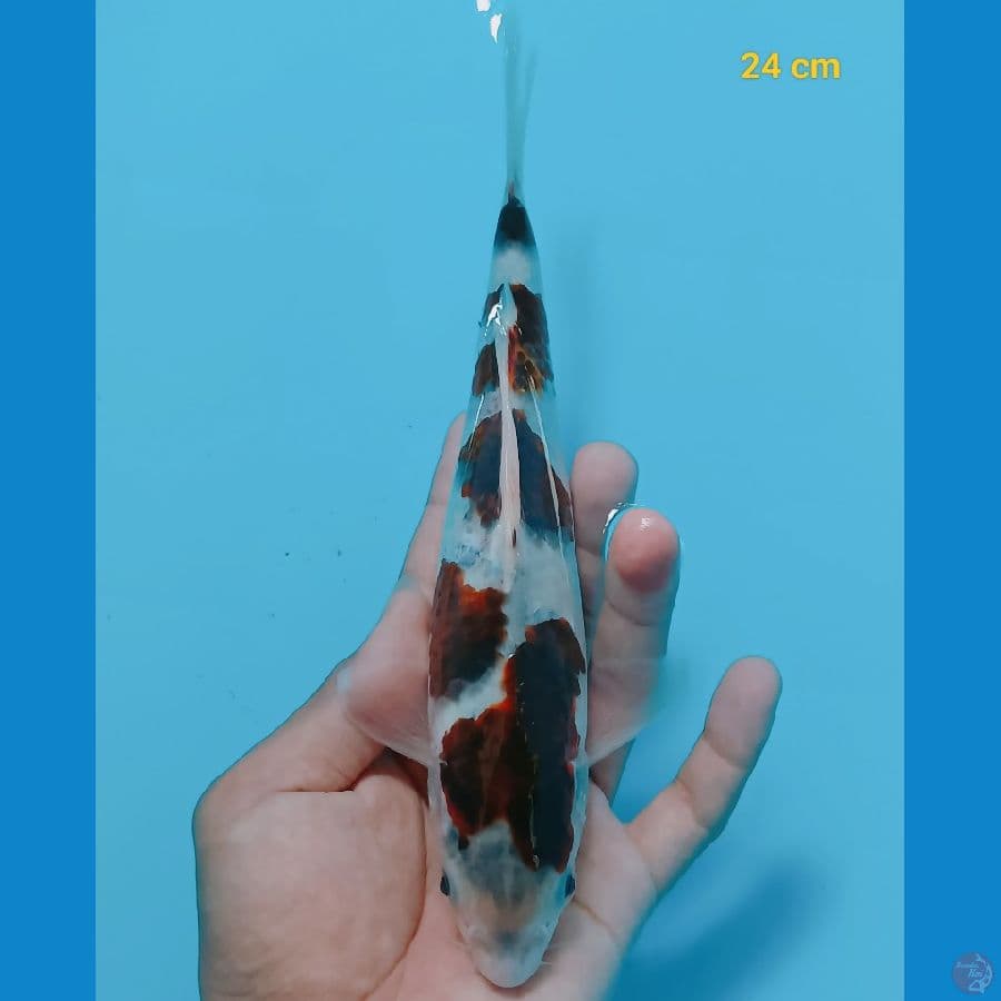 Goromo 24 cm