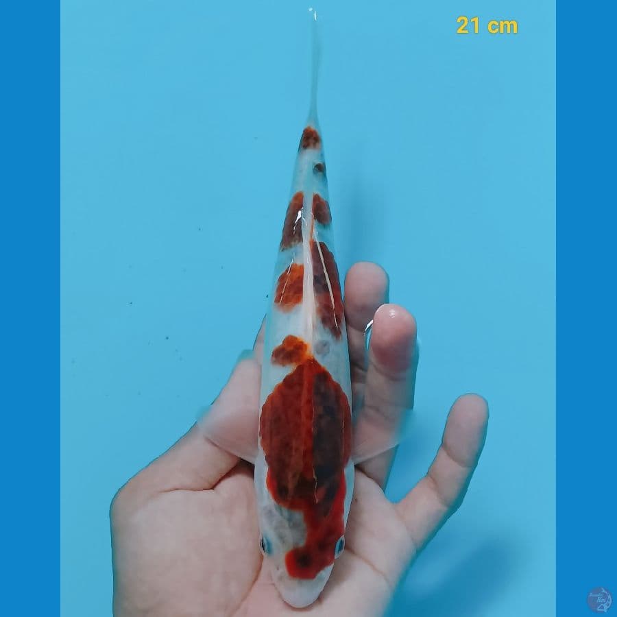 Ai Goromo 21 cm