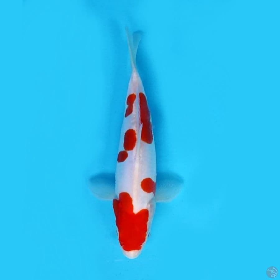 Minion kohaku doitsu murni 21 cm