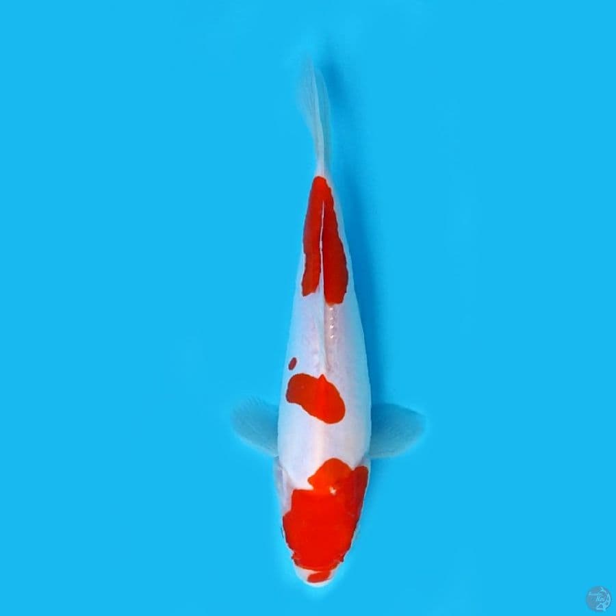 doitsu kohaku murni 21 cm