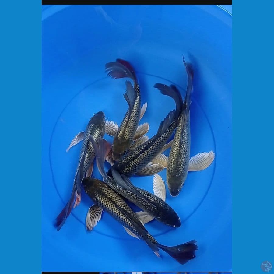 25-29 cm black diamond kumpay