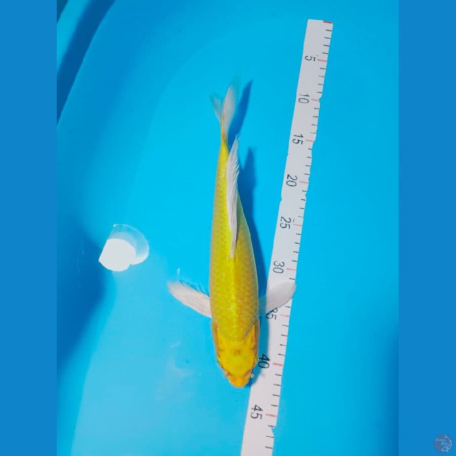 KUMPAY OGON 33CM