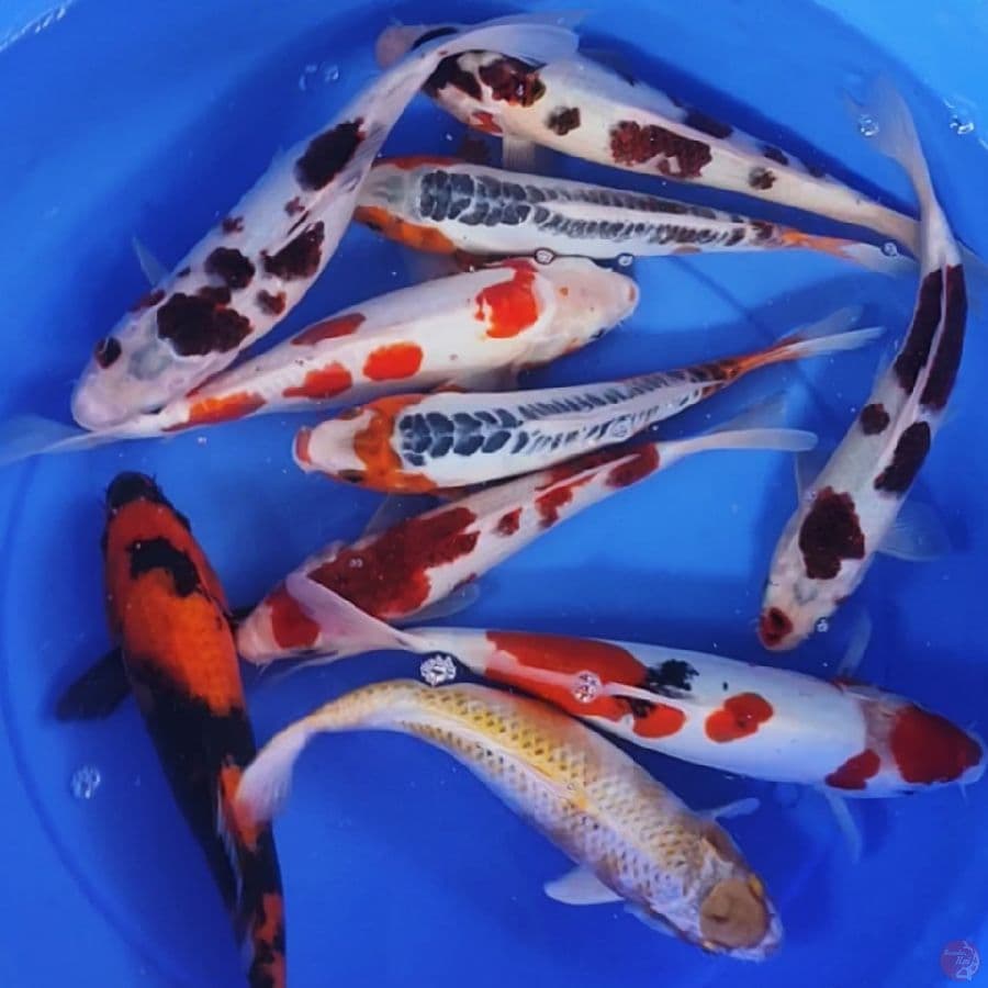 paket komplit 28-31cm 10ekor