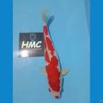 KOHAKU INAZOMA 33CM