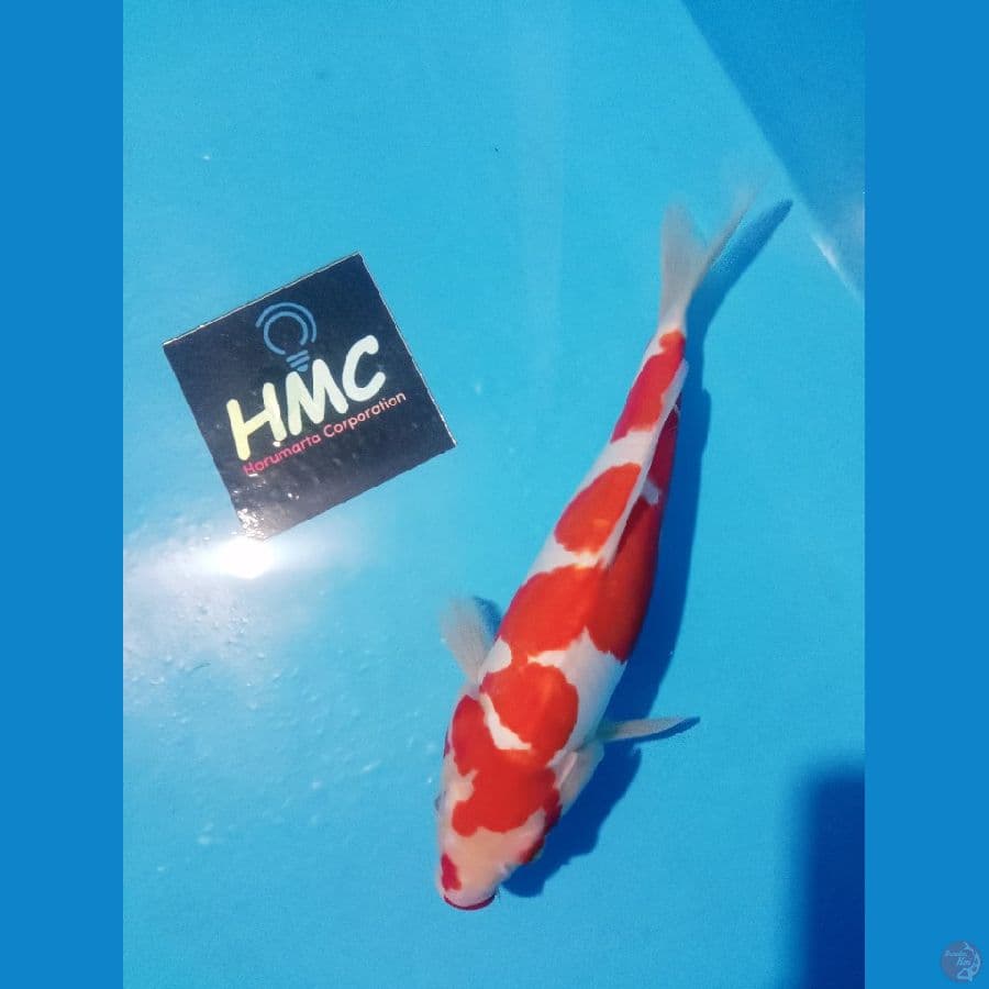 KOHAKU DOIT 32 CM