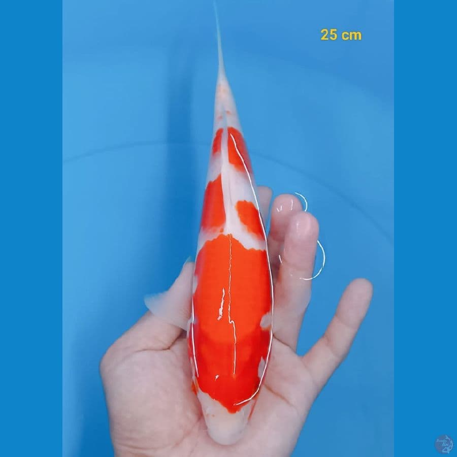 *KOHAKU//ML/25 CM* 