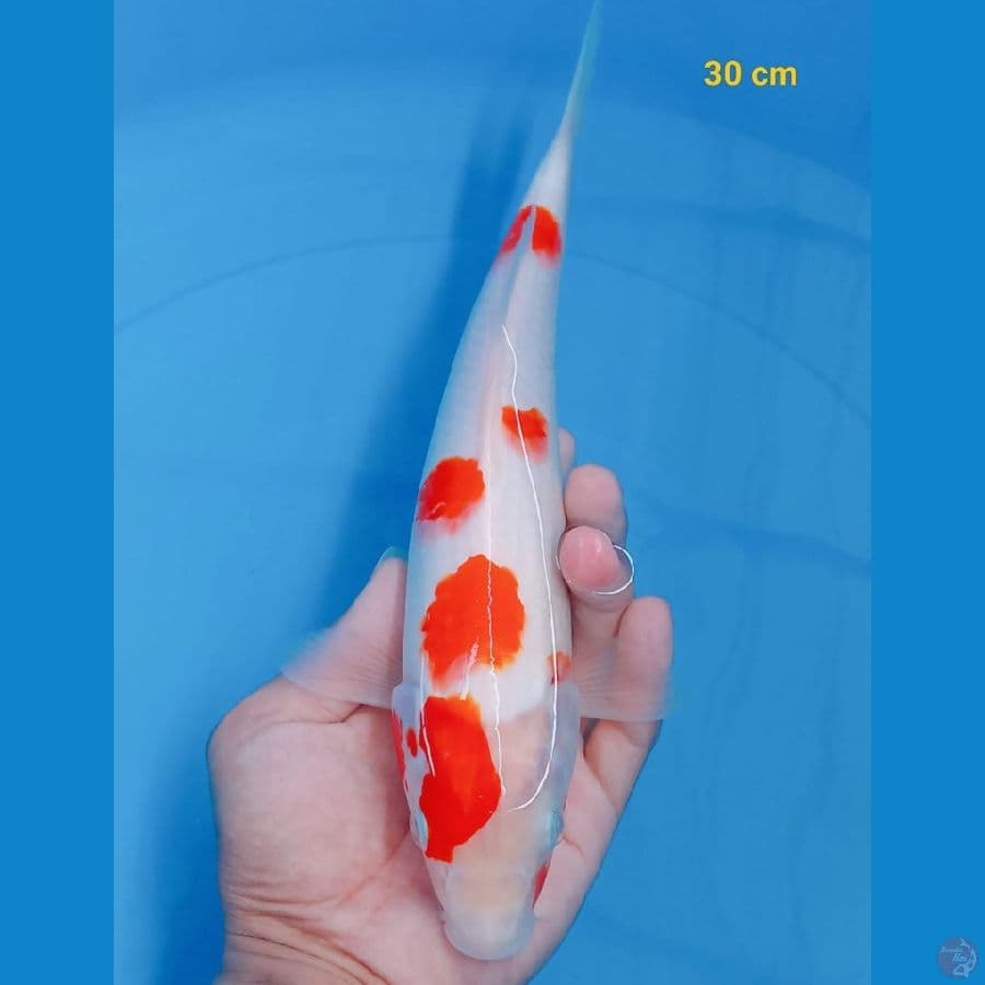 *KOHAKU//ML/ 30 CM*