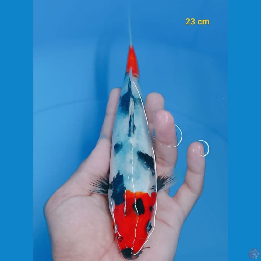 *SHOWA//ML/ 23 CM*