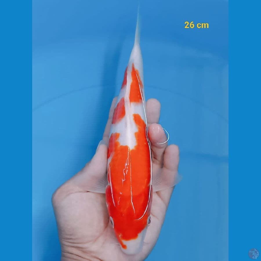 *KOHAKU//ML/ 26 CM*