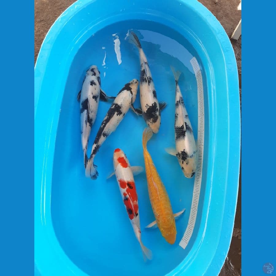 Paket Mix 37 -40 cm