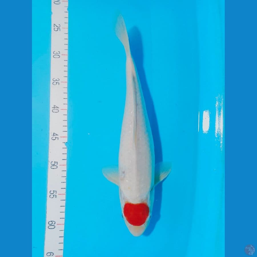 TANCO KOHAKU