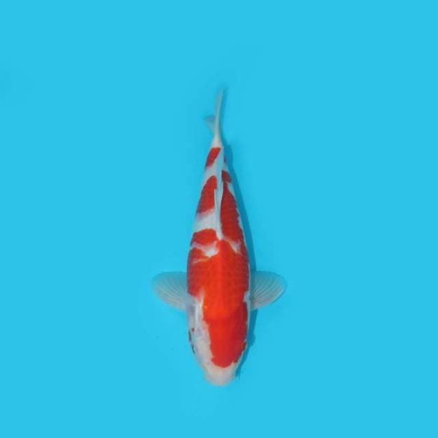 KOHAKU 29 CM
