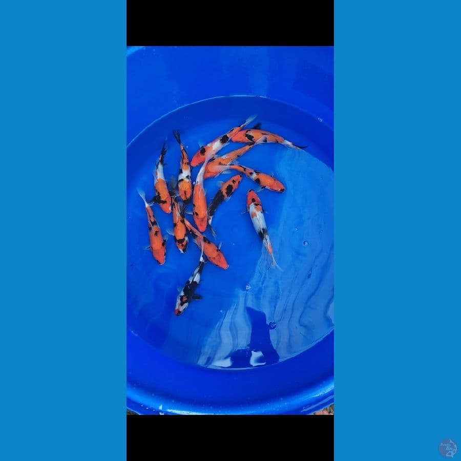 Showa Mix 23-25cm 13 ekor