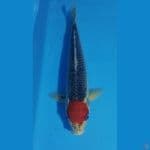 TANCHO GHOSIKI 35CM
