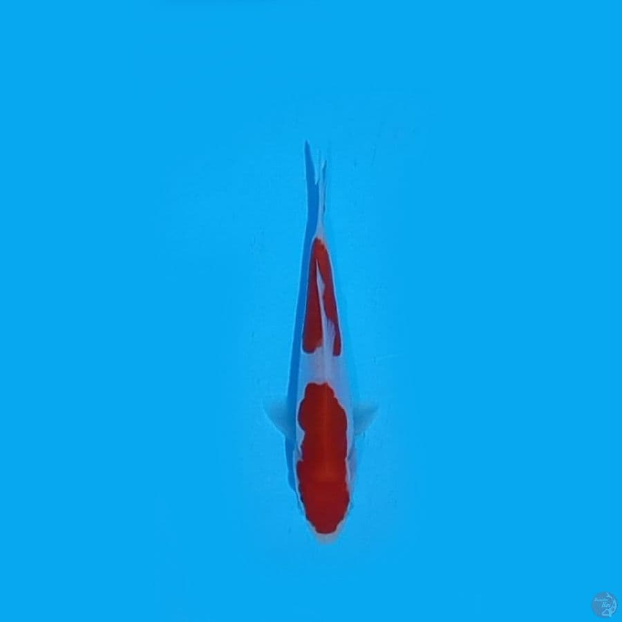 DOITSU KOHAKU 12.Cm