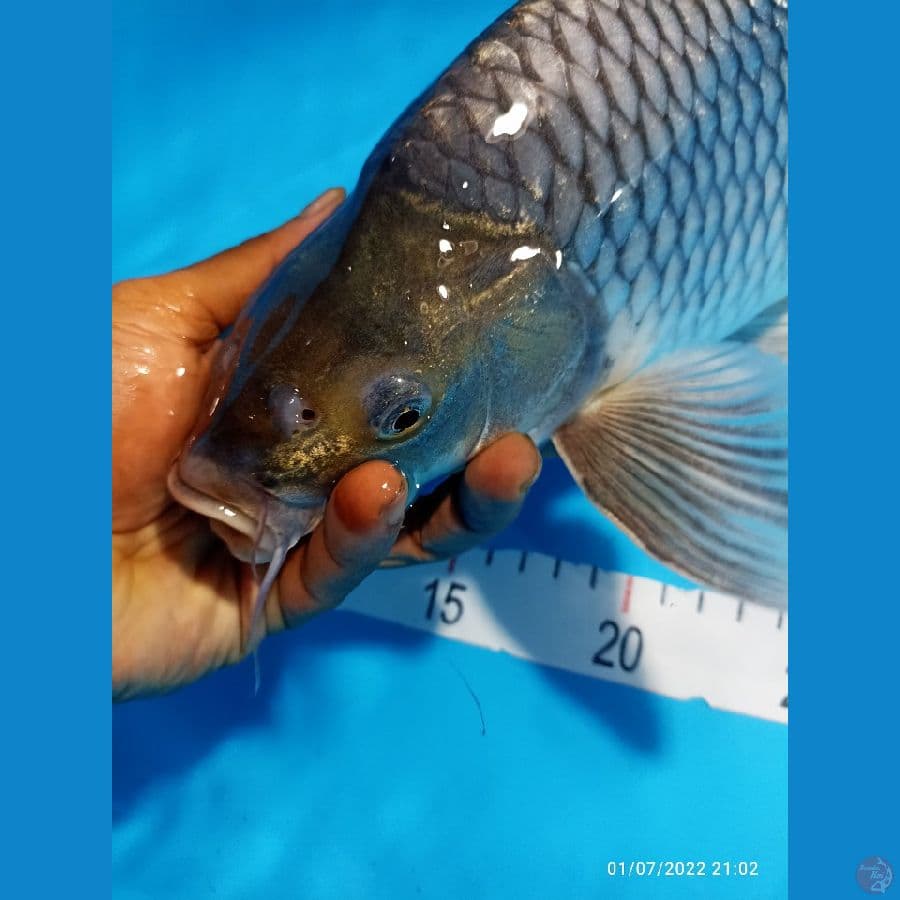 SORAGOI KUMPAY 39 CM