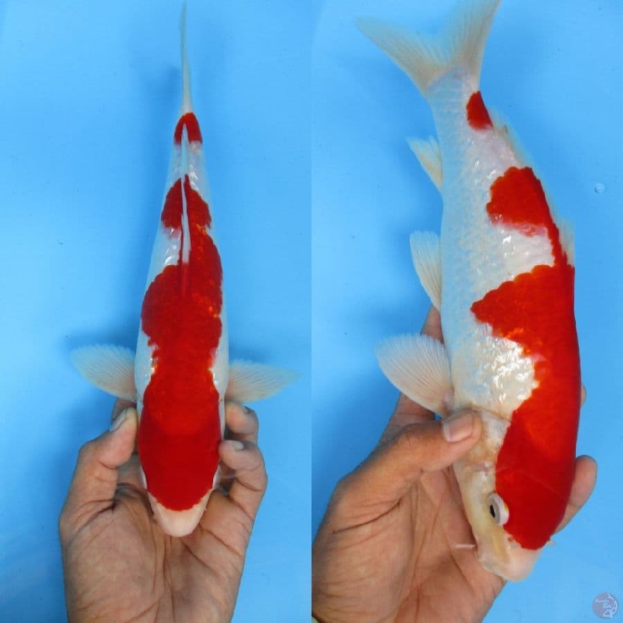 KRIANHA NISHIKIGOI