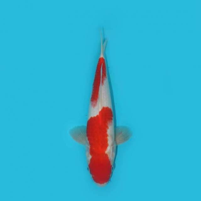 KOHAKU 31 CM