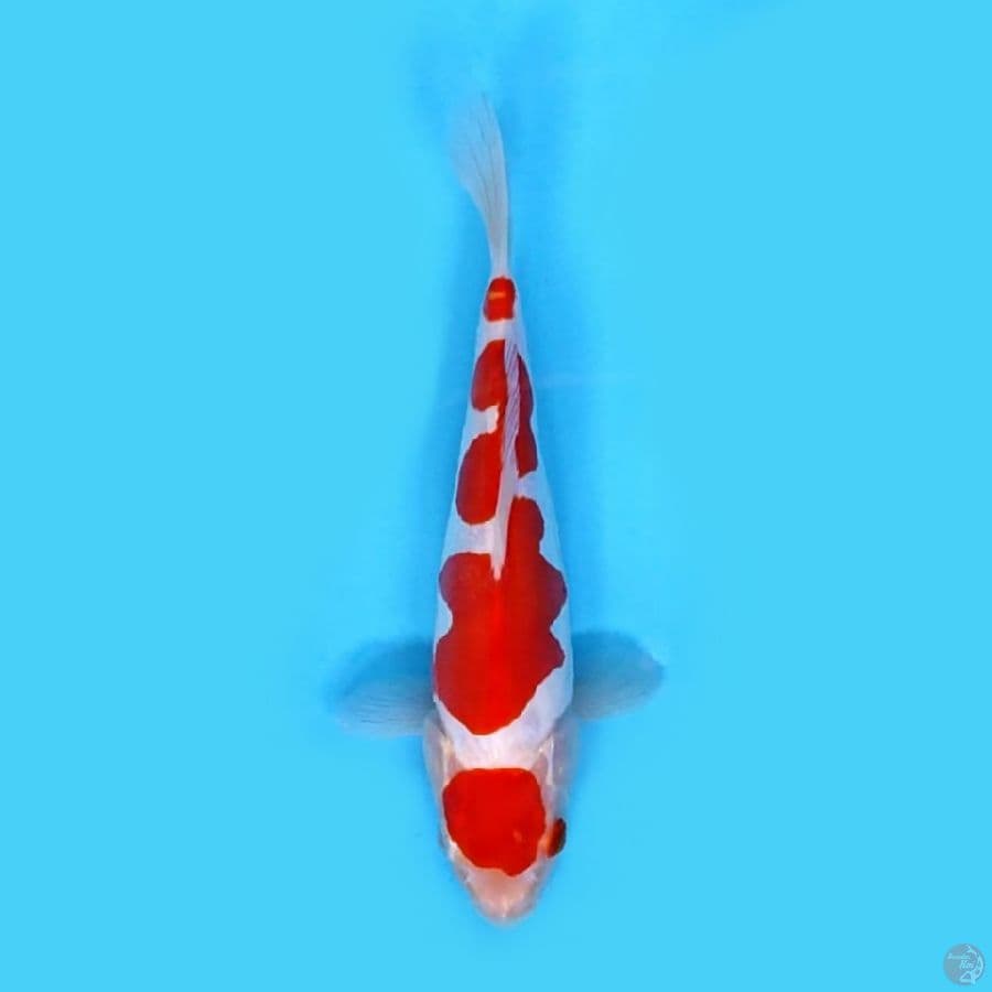 minion doitsu kohaku SQ 22 cm