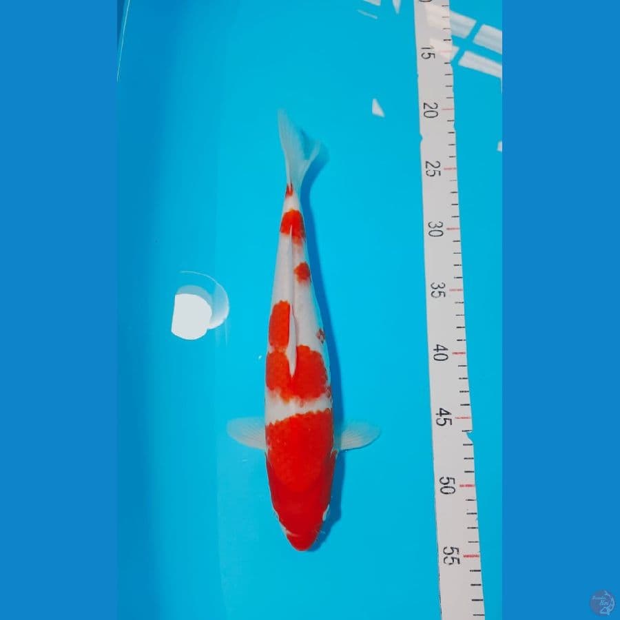KOHAKU 32 CM