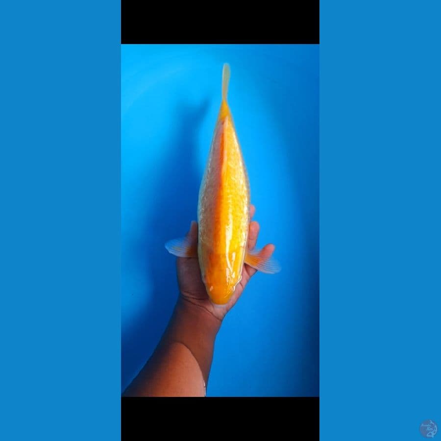 Karashi Ginrin Mata merah