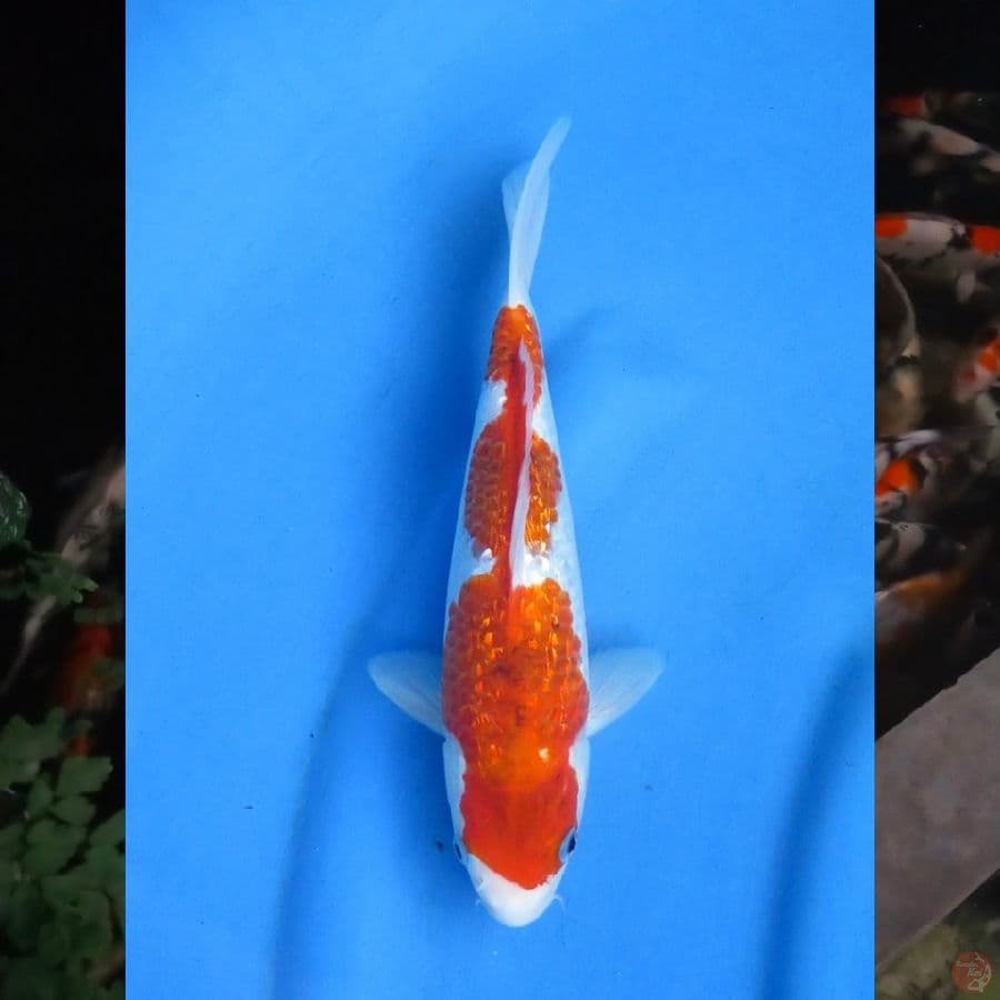 23cm , Koromo Ginrin SQ , Ml