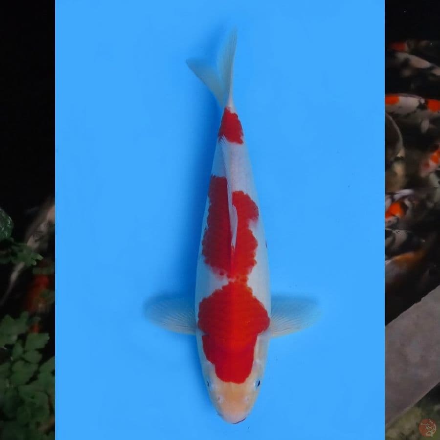 34cm , Red Nidan Kohaku