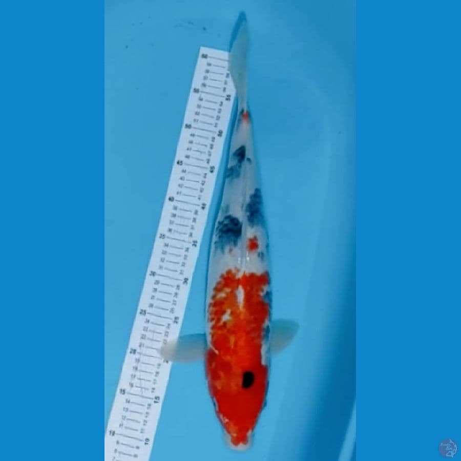 Showa | 57cm | Jantan