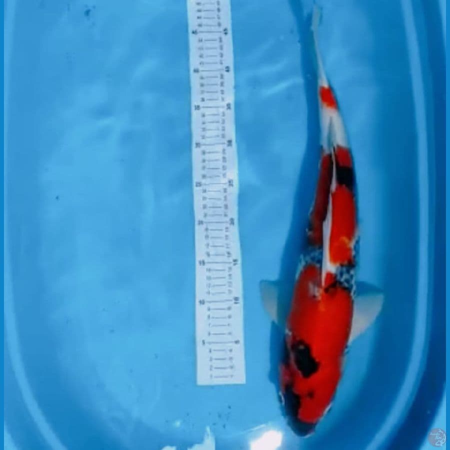 Showa | 53cm | Jantan