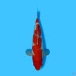 KOHAKU 32CM - FEMALE