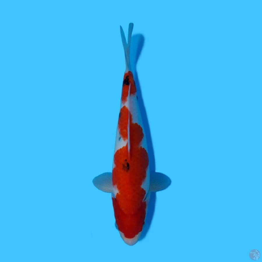 SANKE 32CM - FEMALE