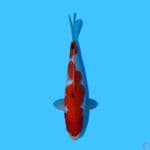 SANKE 32CM - FEMALE