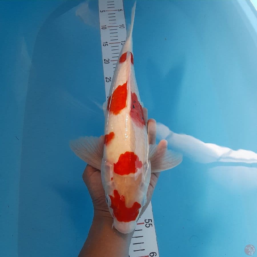 sanke 42 cm