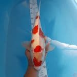 sanke 42 cm 