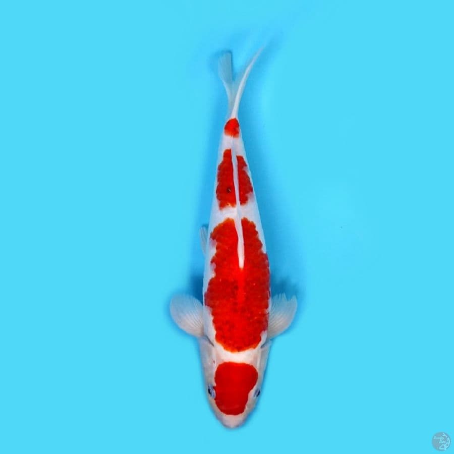 Ai goromo 35 cm jantan