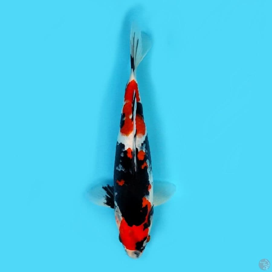 showa 30 cm