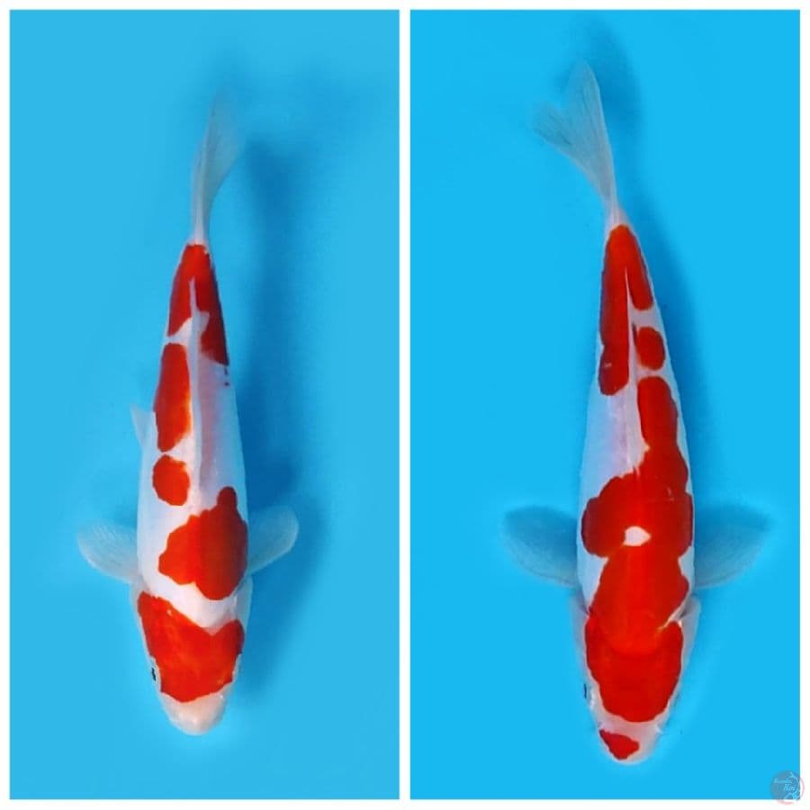 kohaku 2 pcs 22 cm an