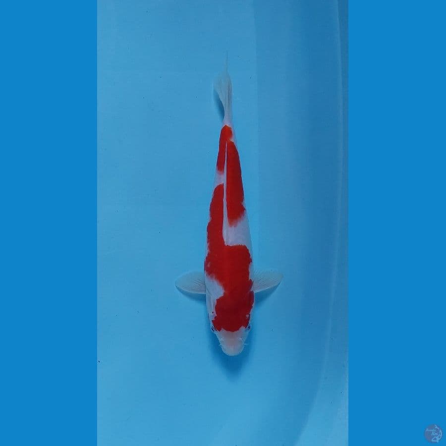 kohaku inazuma 25 cm