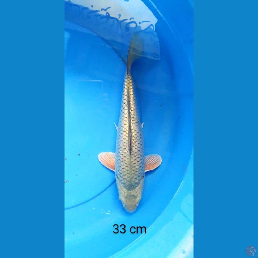 soragoi ginrin punuk 33 cm