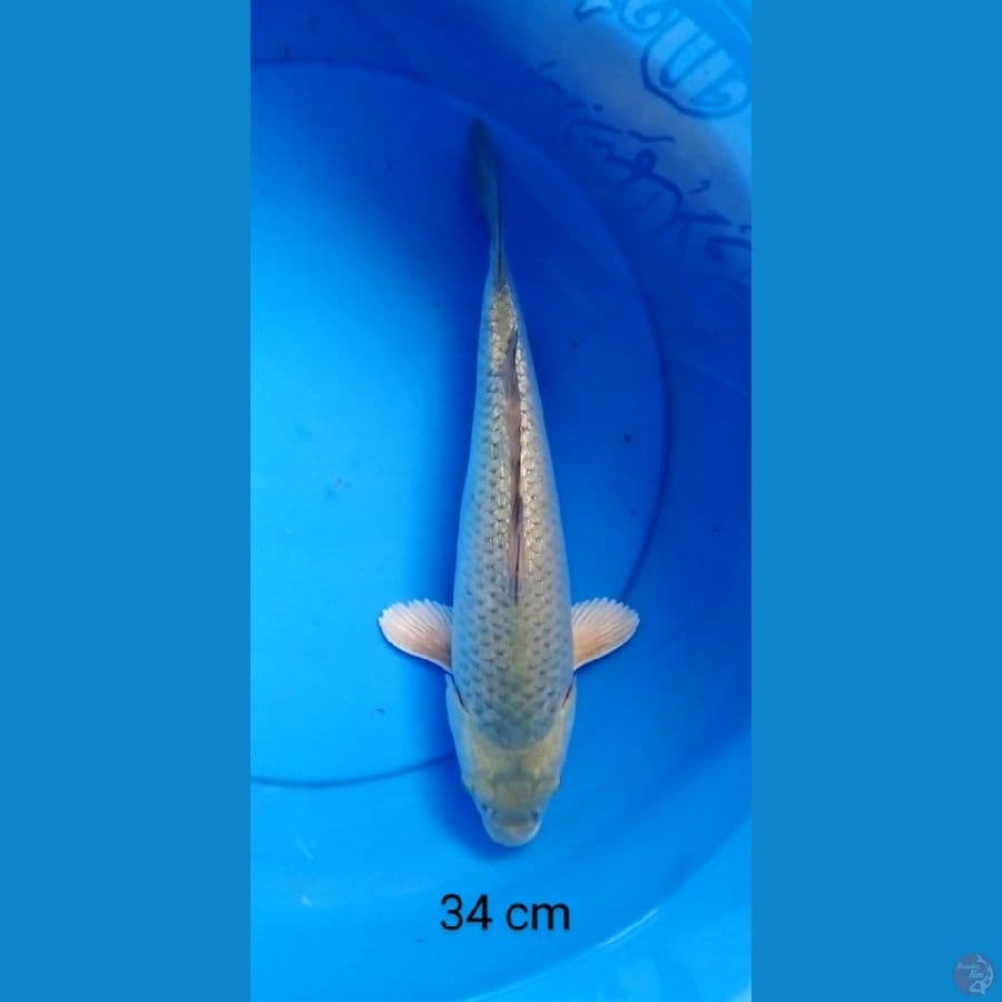 soragoi ginrin punuk 34 cm