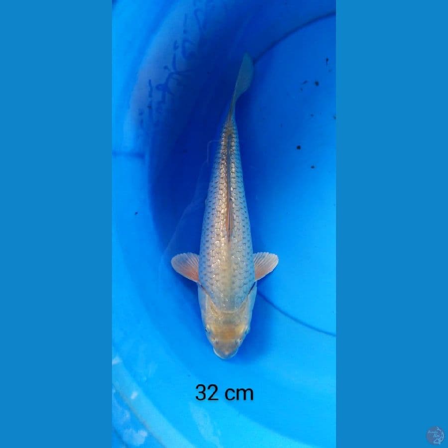 soragoi ginrin punuk 32 cm