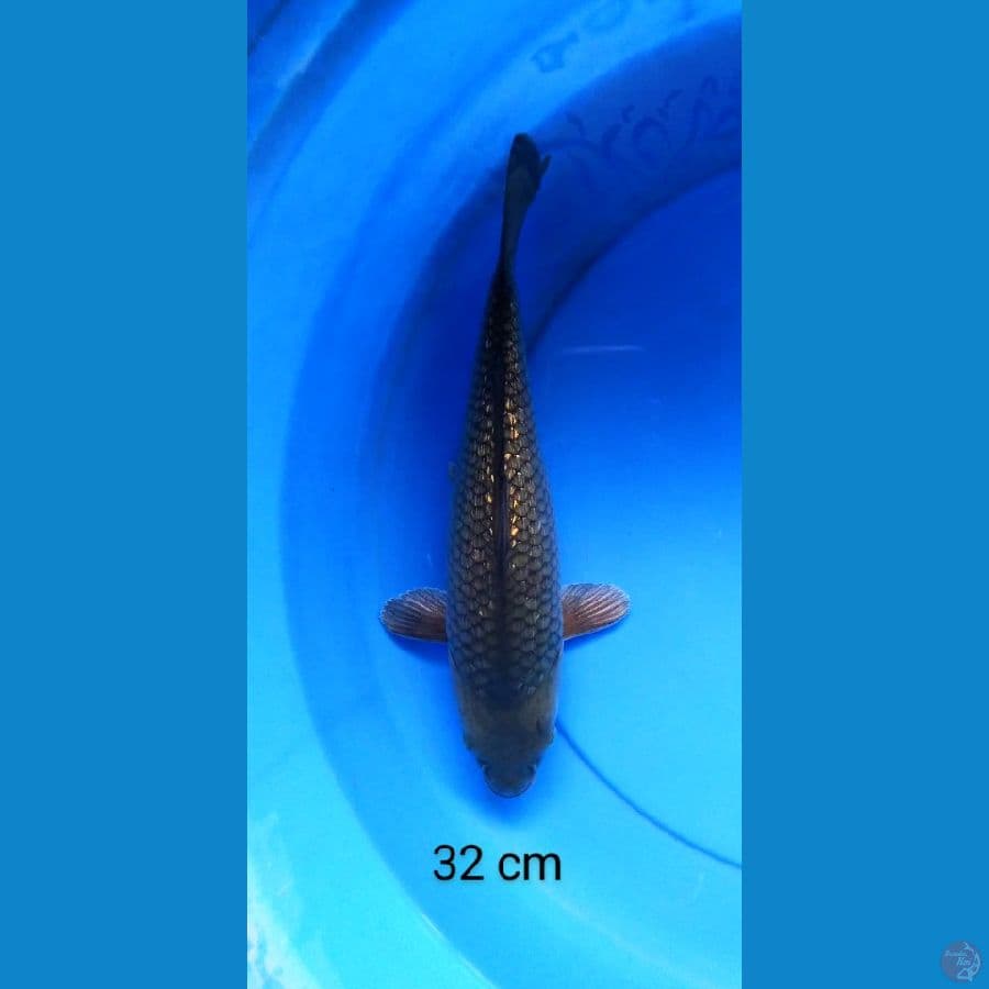 soragoi ginrin punuk 32 cm