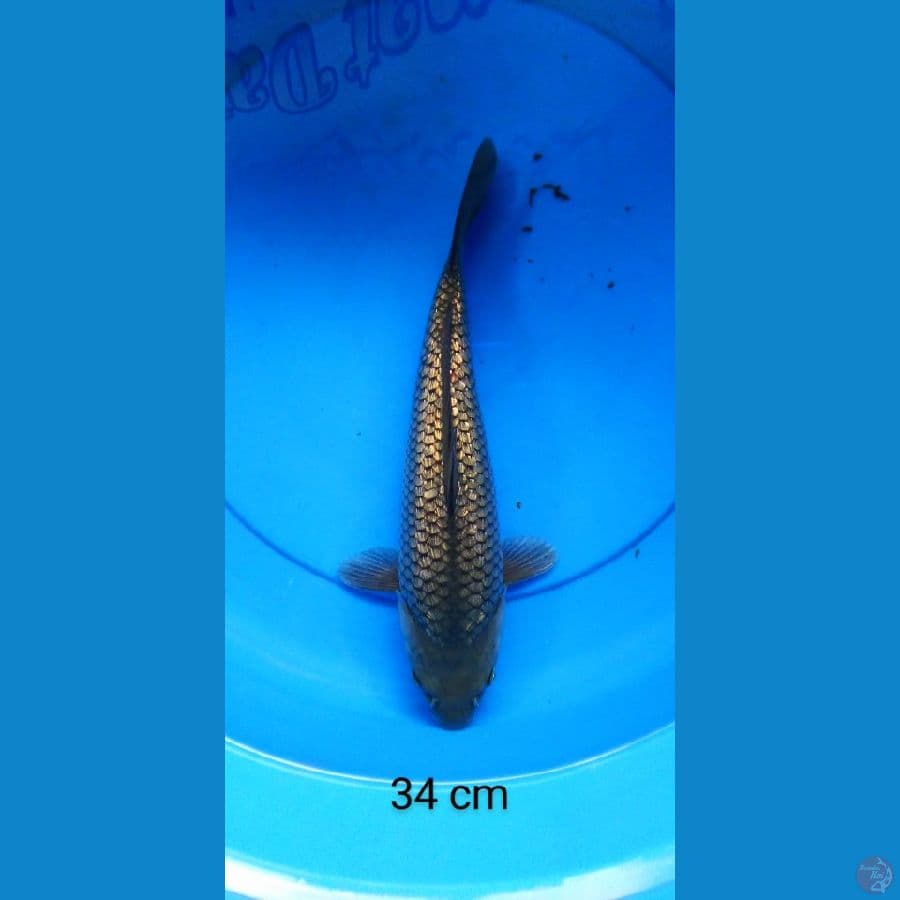 soragoi ginrin punuk 34 cm