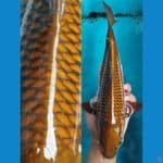 CHAGOI TEMBAGA 45CM MURNI STRONG
