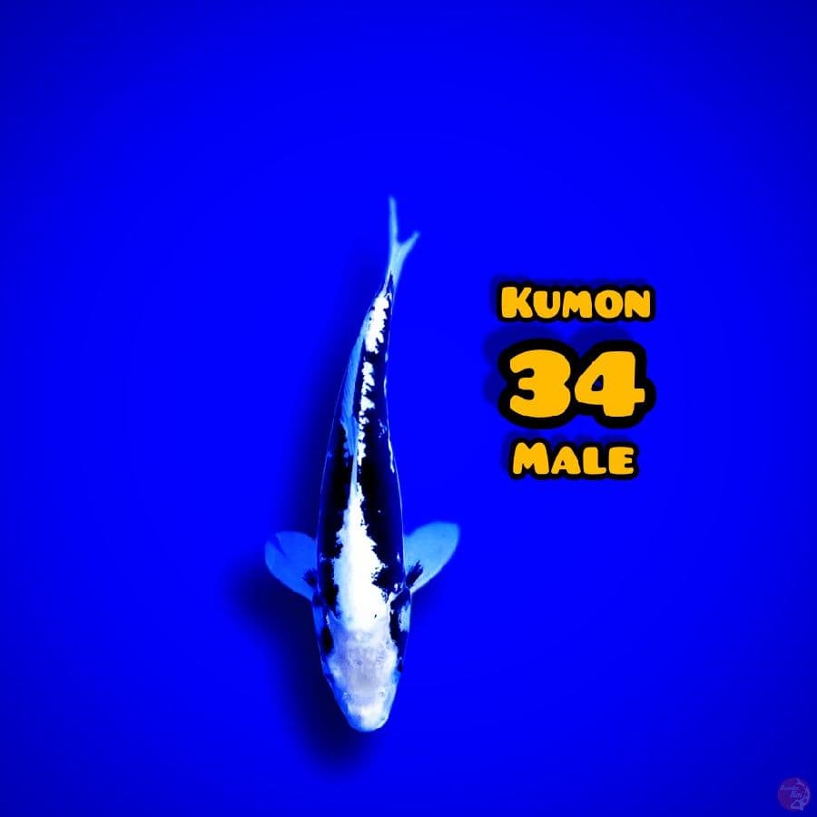 kumon 34cm jantan