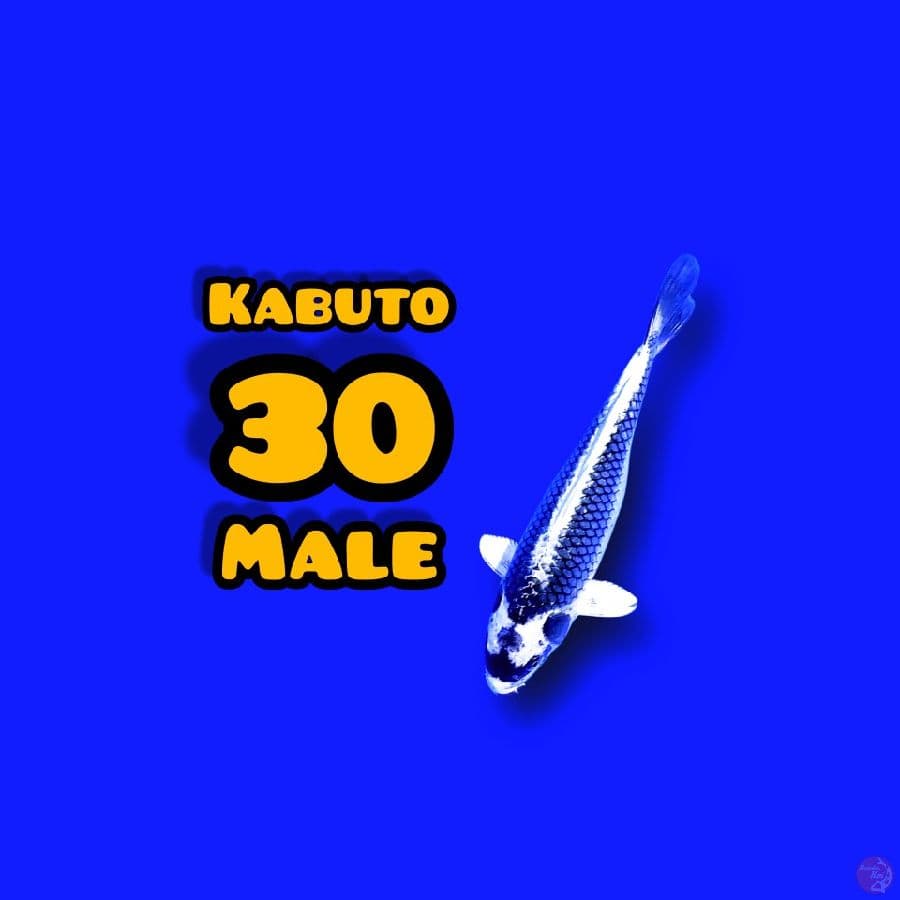 kabuto 30cm 