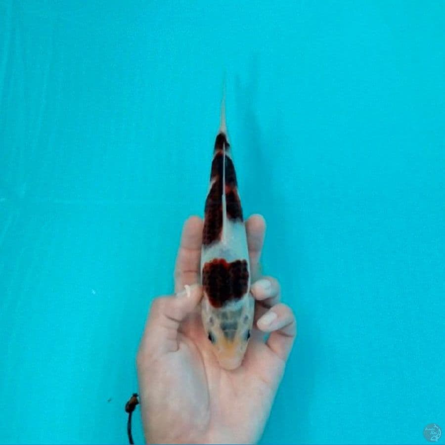 goromo 20cm